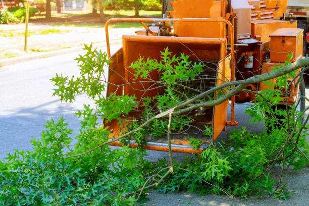 Professional Tree Service in Jim Thorpe, PA